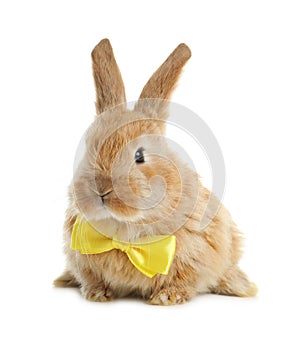 Adorable furry Easter bunny with cute bow tie