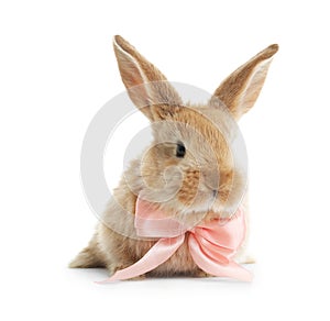 Adorable furry Easter bunny with cute bow tie