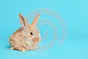 Adorable furry Easter bunny with cute bow tie on color background