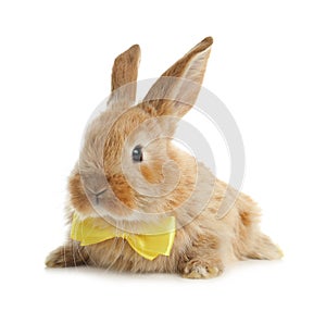 Adorable furry Easter bunny with cute bow tie on white