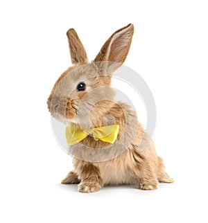 Adorable furry Easter bunny with cute bow tie