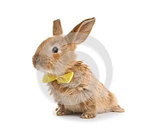 Adorable furry Easter bunny with cute bow tie