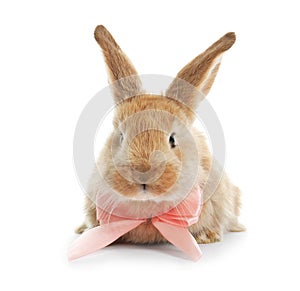 Adorable furry Easter bunny with cute bow tie