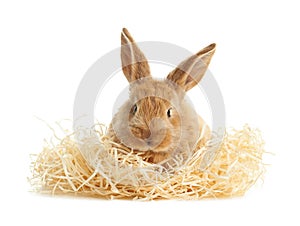 Adorable furry Easter bunny with decorative straw on white