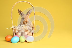 Adorable furry Easter bunny in wicker basket and dyed eggs on color background