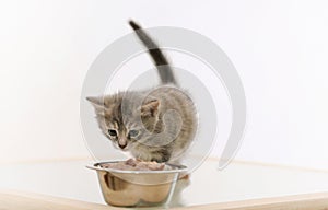 Adorable furry kitten observing cat food in the bowl on white ba