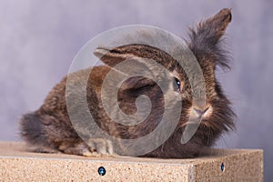 Adorable furry lion head rabbit bunny lying