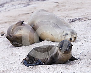 Adorable Galapagos baby sea lion seen in closeup staring while lying down on beach