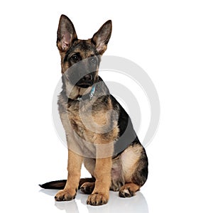 Adorable german shepard with blue collar looks to side