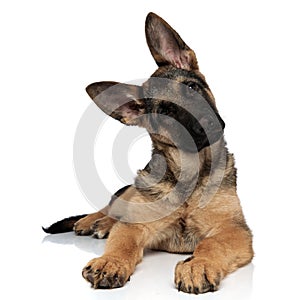 Adorable german shepard lying leans its head to side