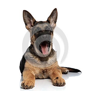 Adorable german shepard with tongue exposed resting