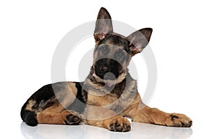 Adorable german shepard wearing pink bowtie resting