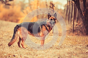 Adorable German shepherd standing in autumn park