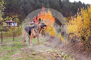 Adorable German shepherd standing in autumn park