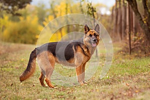 Adorable German shepherd standing in autumn park