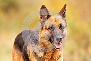 Adorable German shepherd img