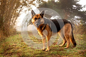 Adorable German shepherd standing in the grass