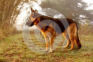 Adorable German shepherd img