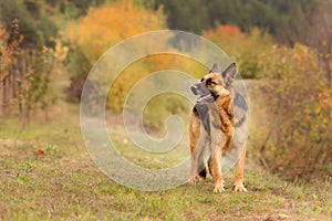 Adorable German shepherd img