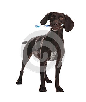Adorable German Shorthaired Pointer dog with toothbrush on white background