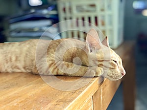 Adorable Ginger cat sleeping in the house