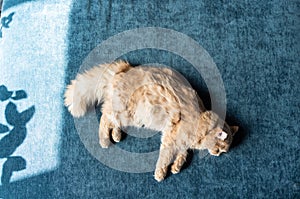 Adorable ginger kitten purebred straight lying on back, top view, on a blue background