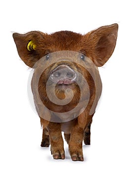 Ginger Kunekune piglet on white photo
