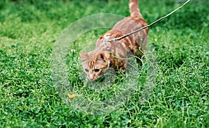 Adorable ginger red tabby cat on a leash out for the very time and fascinated by a dandelion.