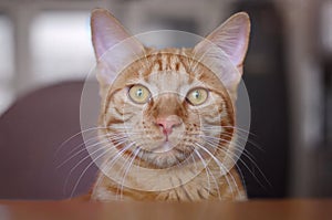 Adorable ginger red tabby kitten sitting on the table and looking curious to the camera.