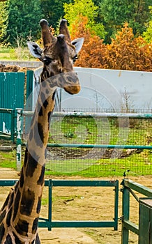 Adorable giraffe face in closeup, Endangered animal specie from Africa, popular zoo animals