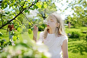 Adorable girl in blooming apple tree garden on beautiful spring day. Cute child picking fresh apple tree flowers at spring