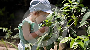 Adorable girl exploring grapefruit plant in the garden