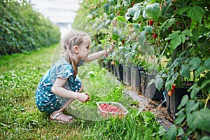 Adorable girl picking fresh organic raspberries on farm