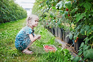 Adorable girl picking fresh organic raspberries on farm