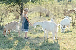 Adorable girl playing with goats at farm. Child familiarizing herself with animals. Farming and gardening . Outdoor summer