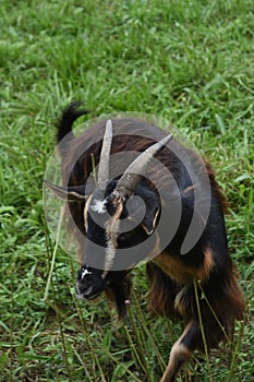 Adorable Goat in a Grass Field with Horns