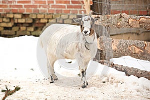 Adorable goat in winter