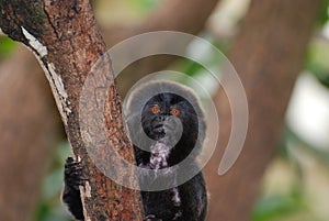 Adorable Goeldi Monkey in a Tree