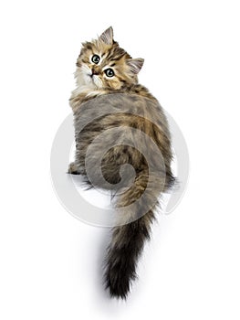 Adorable golden British Longhair cat isolated on white background