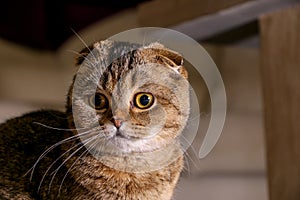 Adorable golden chinchilla Scottish fold cat