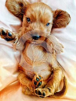 Adorable Golden Cocker Retriever puppy is laying on back and tries to sleep