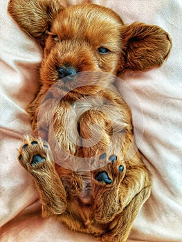 Adorable Golden Cocker Retriever puppy is laying on back and tries to sleep