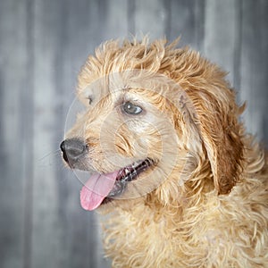 Adorable Golden-doddle Puppy