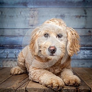 Adorable Golden-doddle Puppy