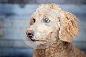 Adorable Golden-doodle Puppy