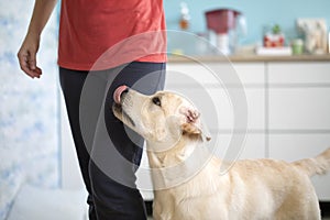 Adorable golden labrador retriever dog standing at leg of an owner waiting for treatment with patience. Obedience, dog training,