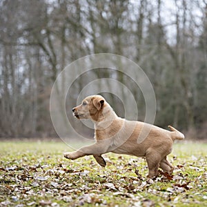 Adorable golden labrador retriever puppy running in a meadow