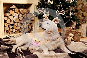 Adorable Golden Retriever. Christmas concept