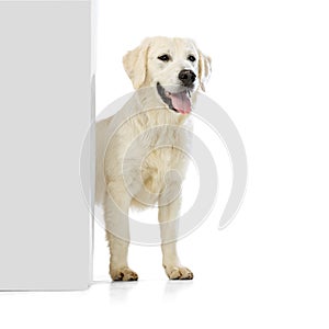 Adorable golden retriever, cream color dog peeking out wall or corner isolated on white background. Concept of animal