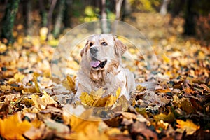 Adorable Golden Retriever Dog In A Bed Of Leaves